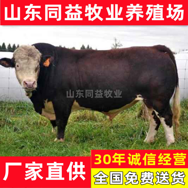 活牛西门塔尔活牛手续齐全厂家直供免费送货