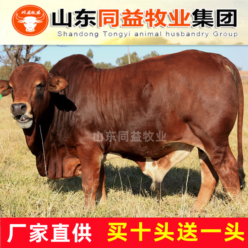 活牛西门塔尔活牛手续齐全厂家直供免费送货