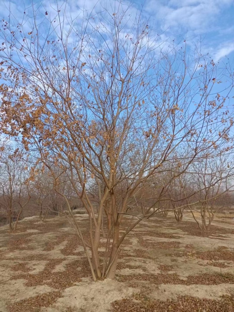 10121520公分精品丛生乌桕树苗圃基地退林还田