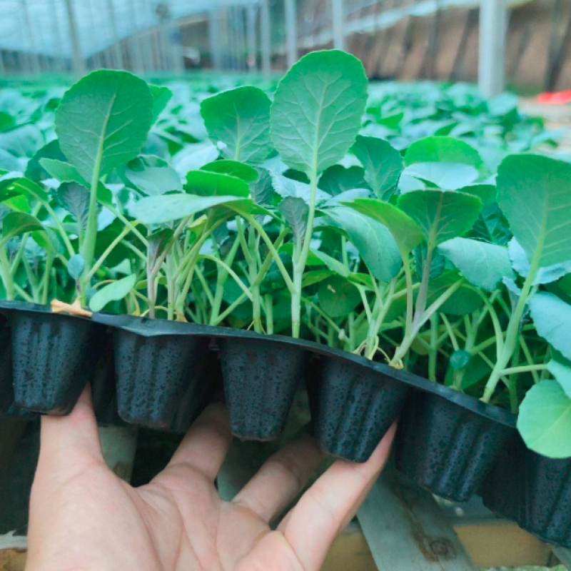 有机花菜苗菜花苗基地培育秋冬耐寒蔬菜种苗无中间商
