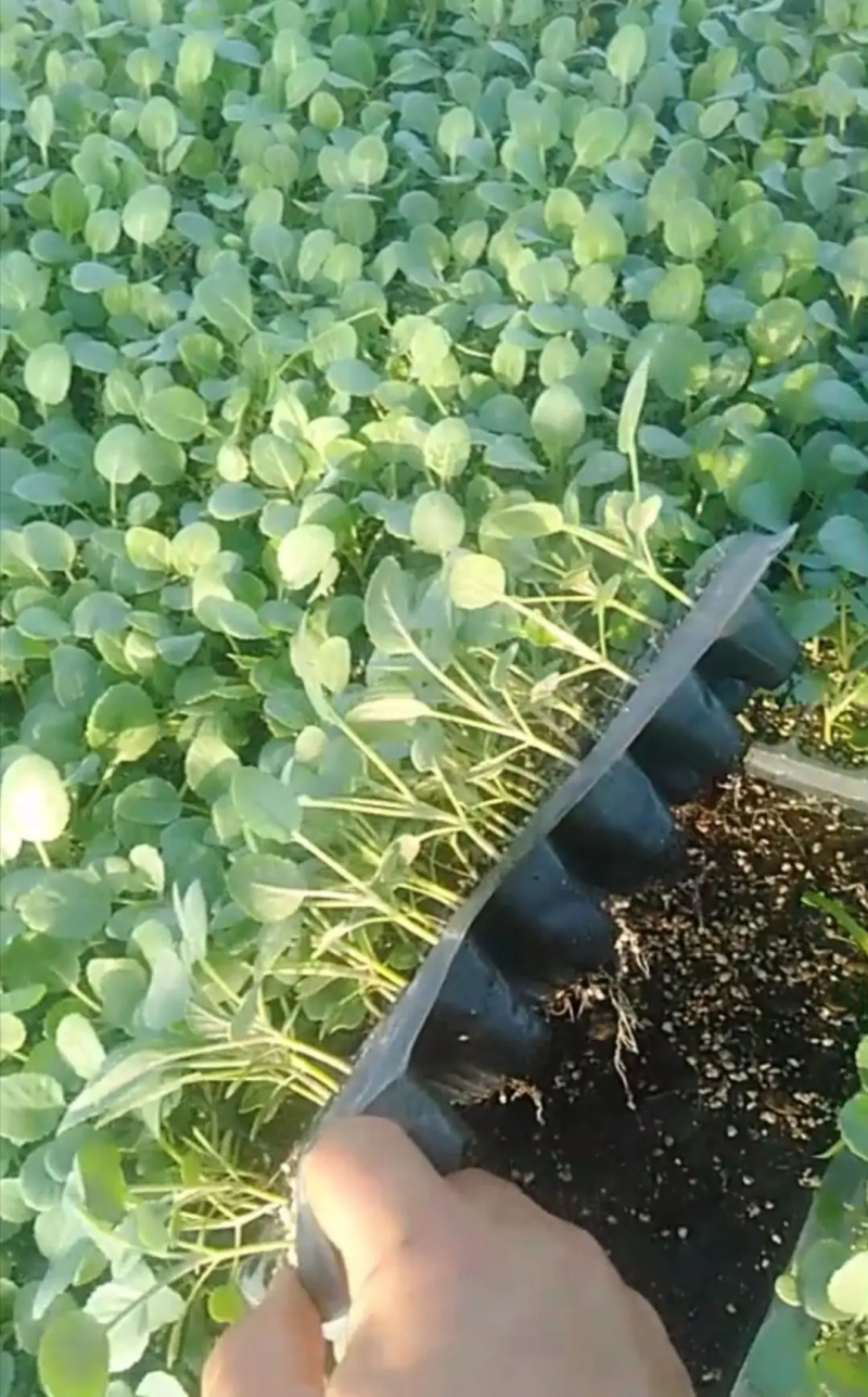 有机花菜苗菜花苗基地培育秋冬耐寒蔬菜种苗无中间商