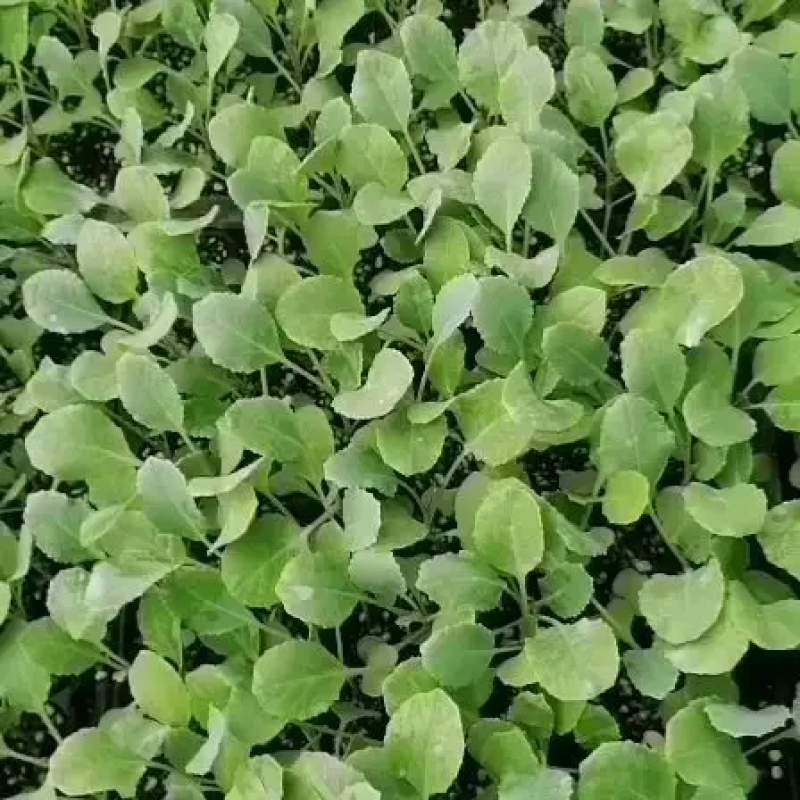 有机花菜苗菜花苗基地培育秋冬耐寒蔬菜种苗无中间商