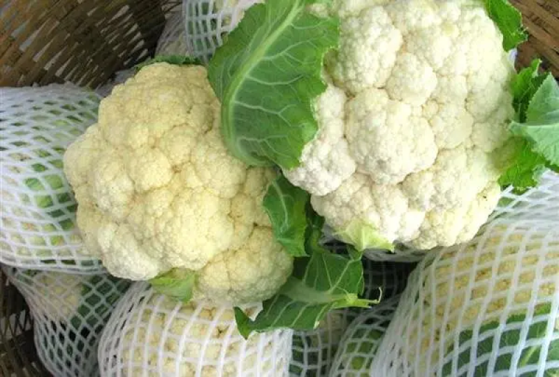有机花菜苗菜花苗基地培育秋冬耐寒蔬菜种苗无中间商