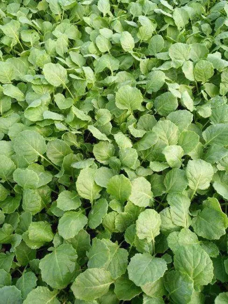 有机花菜苗菜花苗基地培育秋冬耐寒蔬菜种苗无中间商