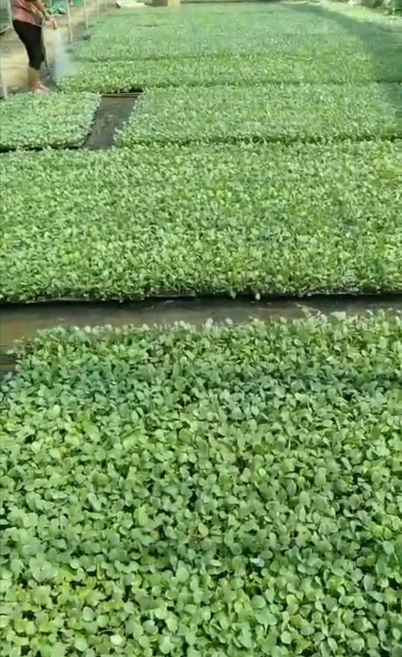 有机花菜苗菜花苗基地培育秋冬耐寒蔬菜种苗无中间商