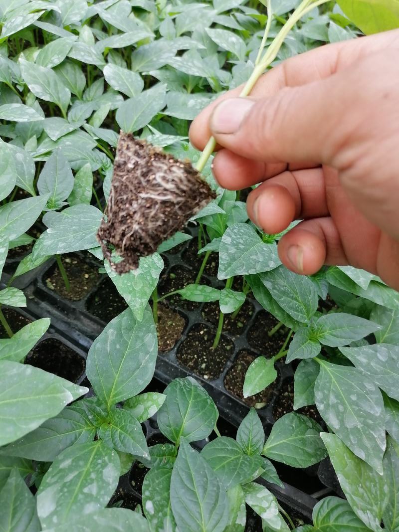 【优选】越冬辣椒苗黄皮尖椒苗高产耐寒苗场直发