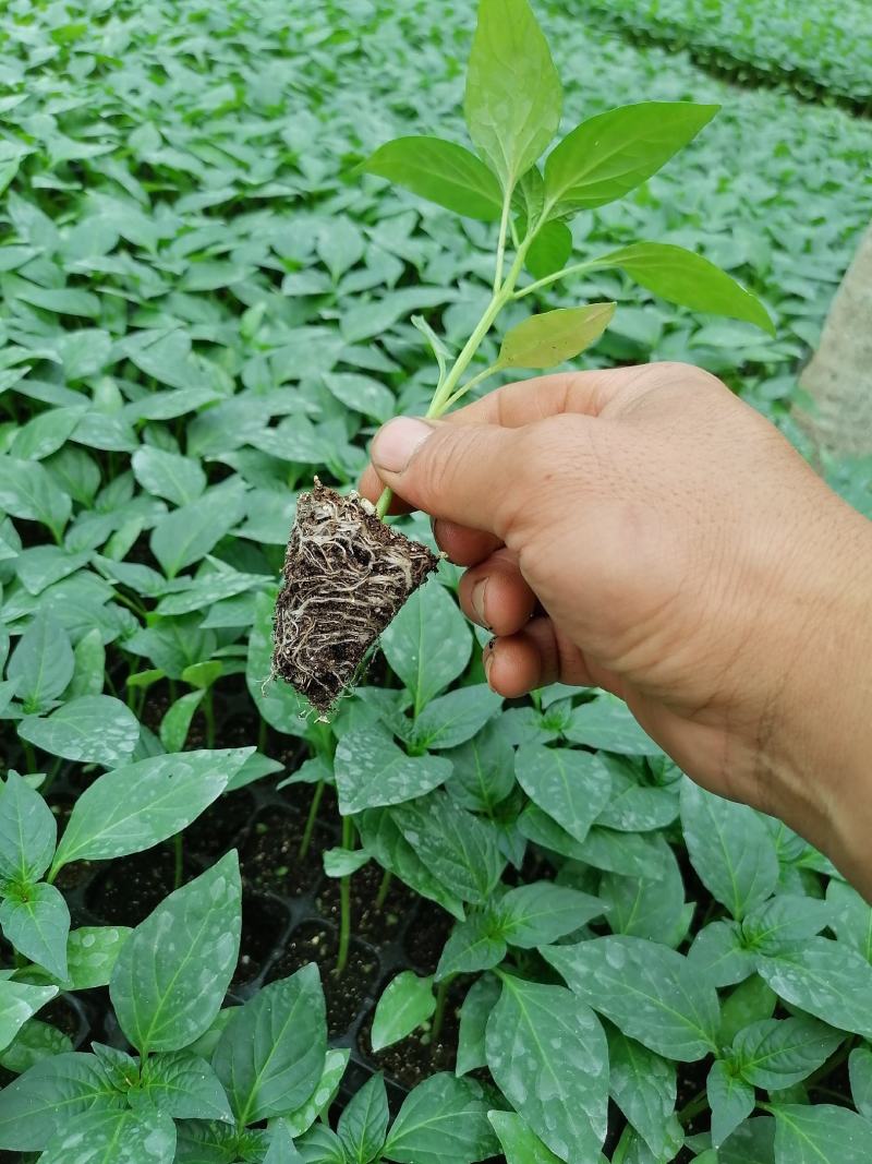 【优选】越冬辣椒苗黄皮尖椒苗高产耐寒苗场直发