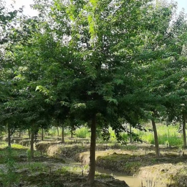 151820公分丛生三角槭单杆三角枫树苗圃基地退林