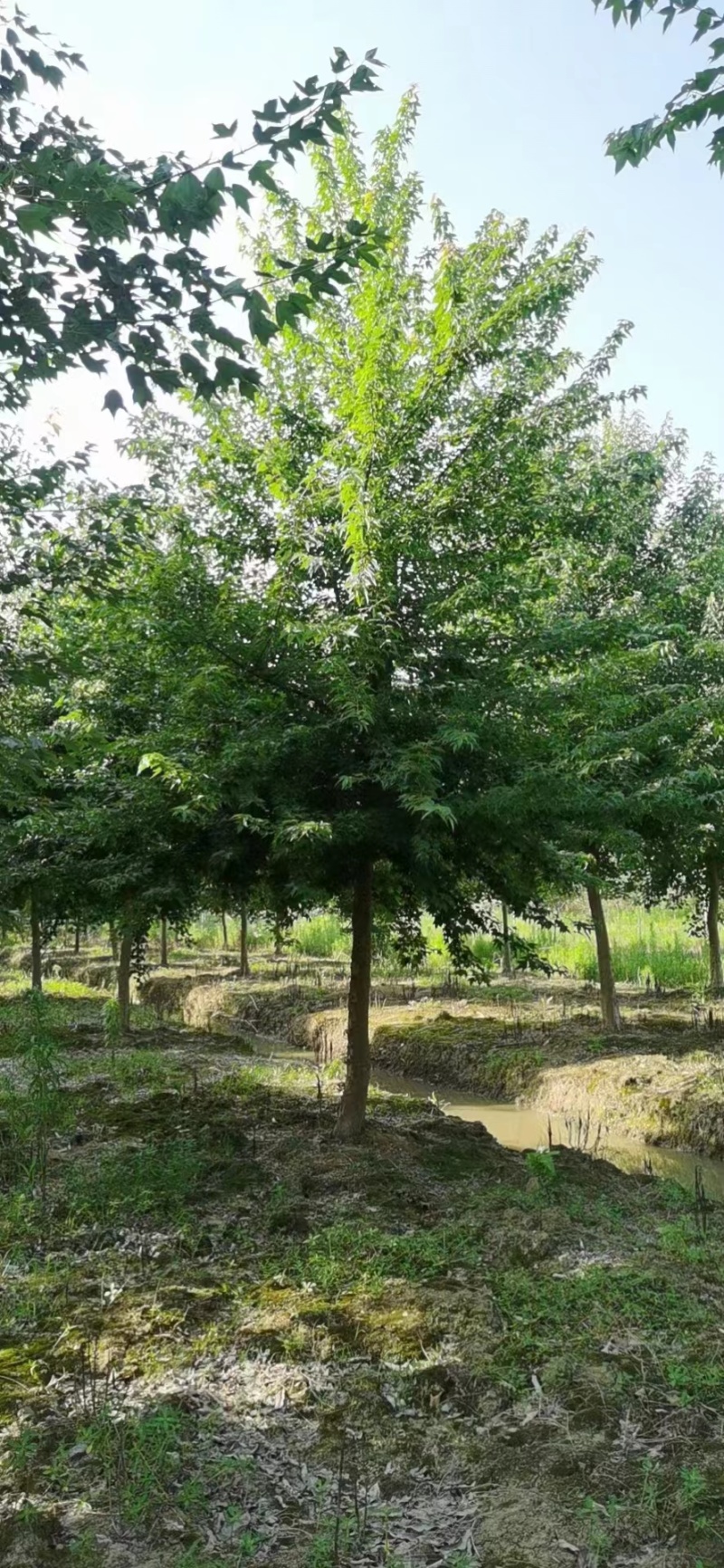 151820公分丛生三角槭单杆三角枫树苗圃基地退林