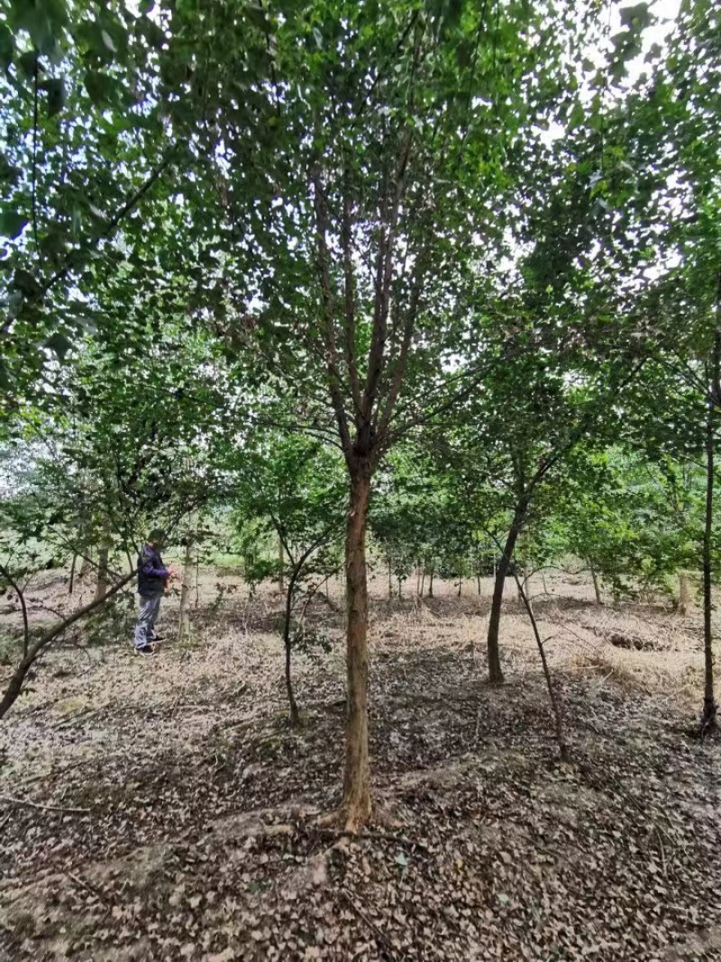 151820公分丛生三角槭单杆三角枫树苗圃基地退林