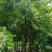 151820公分丛生三角槭单杆三角枫树苗圃基地退林