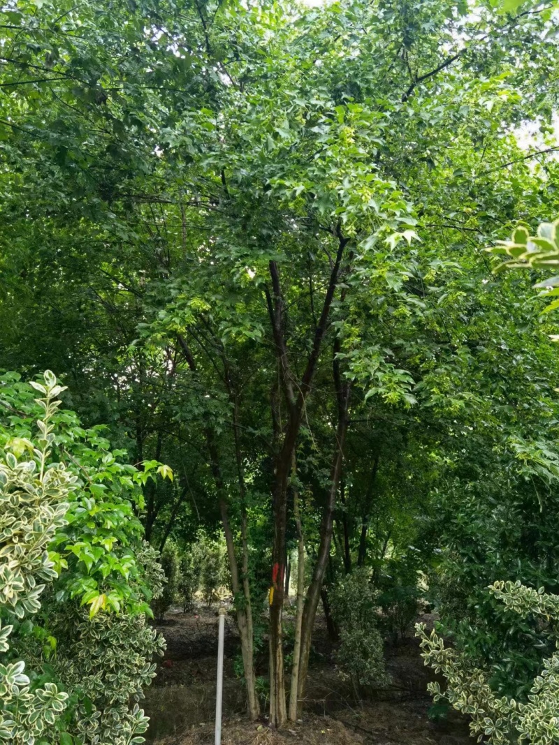 151820公分丛生三角槭单杆三角枫树苗圃基地退林