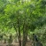 151820公分丛生三角槭单杆三角枫树苗圃基地退林