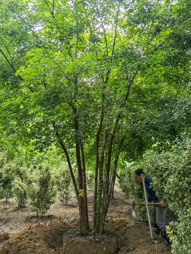 151820公分丛生三角槭单杆三角枫树苗圃基地退林