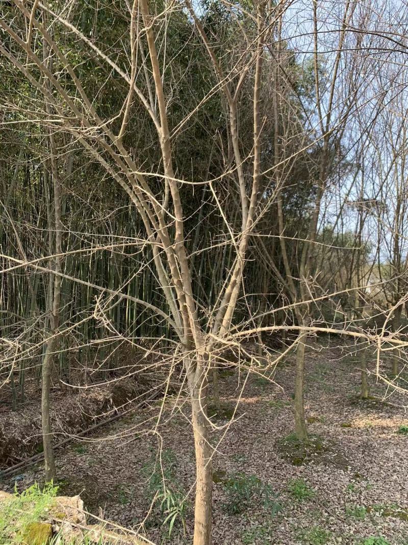 151820公分丛生三角槭单杆三角枫树苗圃基地退林