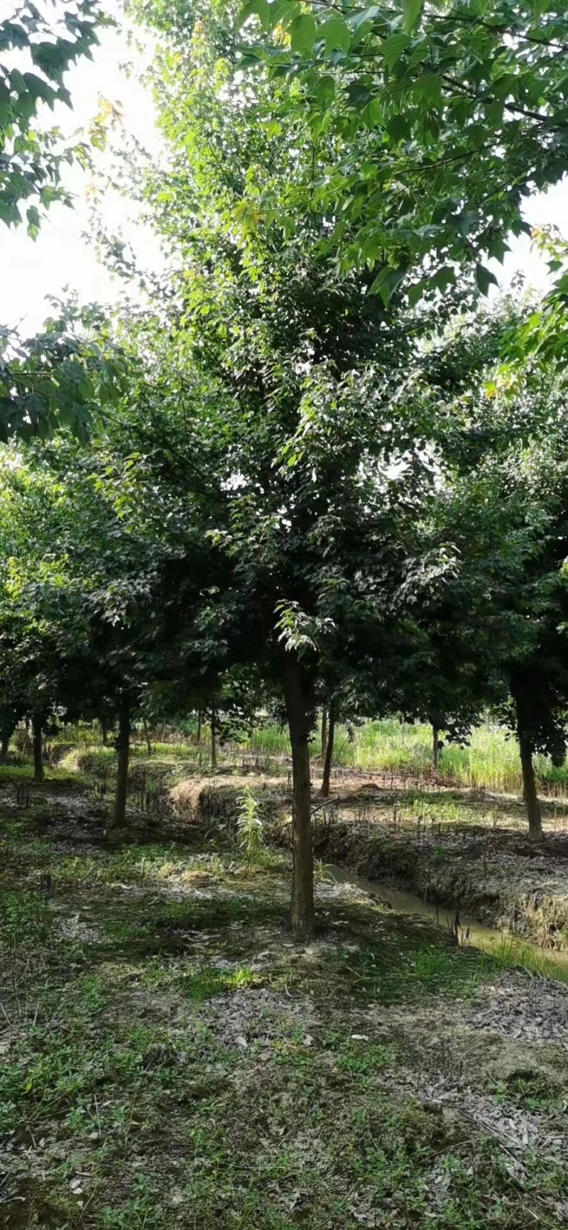 151820公分丛生三角槭单杆三角枫树苗圃基地退林