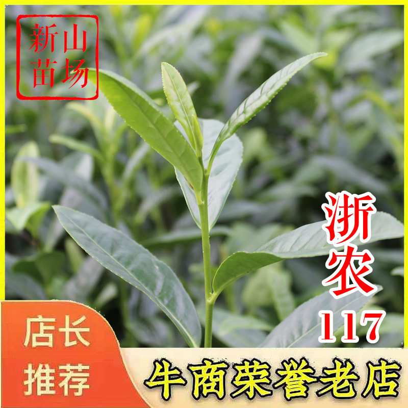 浙农117茶苗新品种高产早采绿茶树苗茶叶苗一年苗