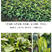浙农117茶苗新品种高产早采绿茶树苗茶叶苗一年苗