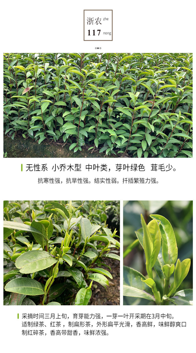 浙农117茶苗新品种高产早采绿茶树苗茶叶苗一年苗