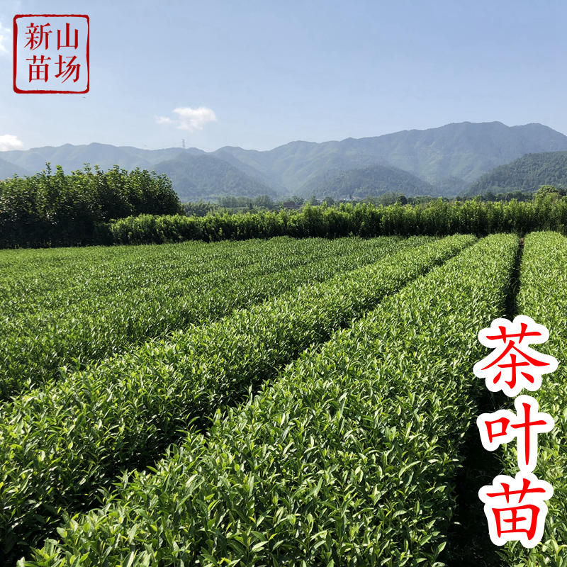 浙农117茶苗新品种高产早采绿茶树苗茶叶苗一年苗