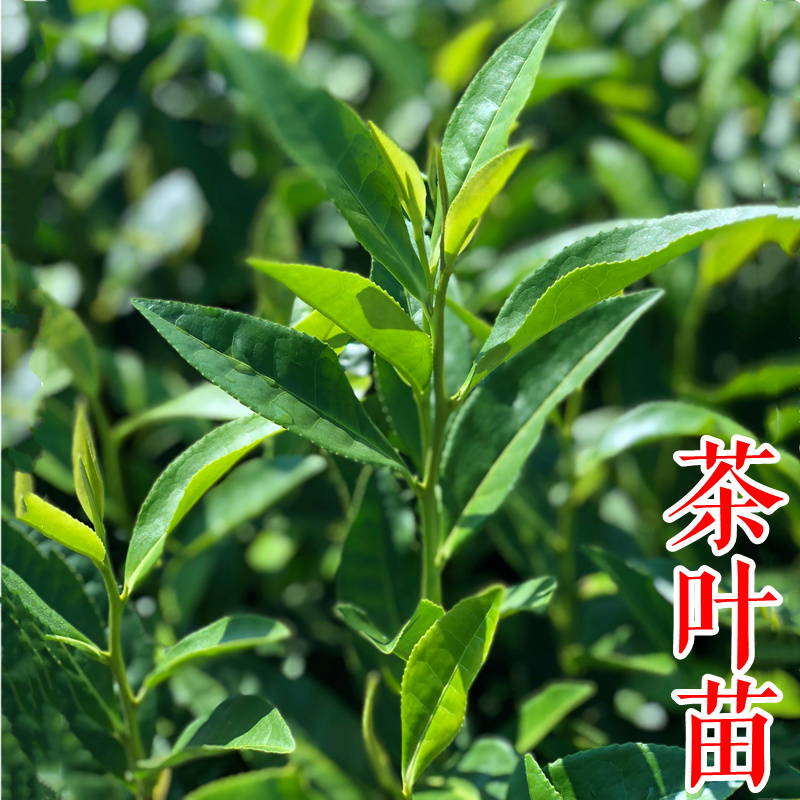 浙农117茶苗新品种高产早采绿茶树苗茶叶苗一年苗