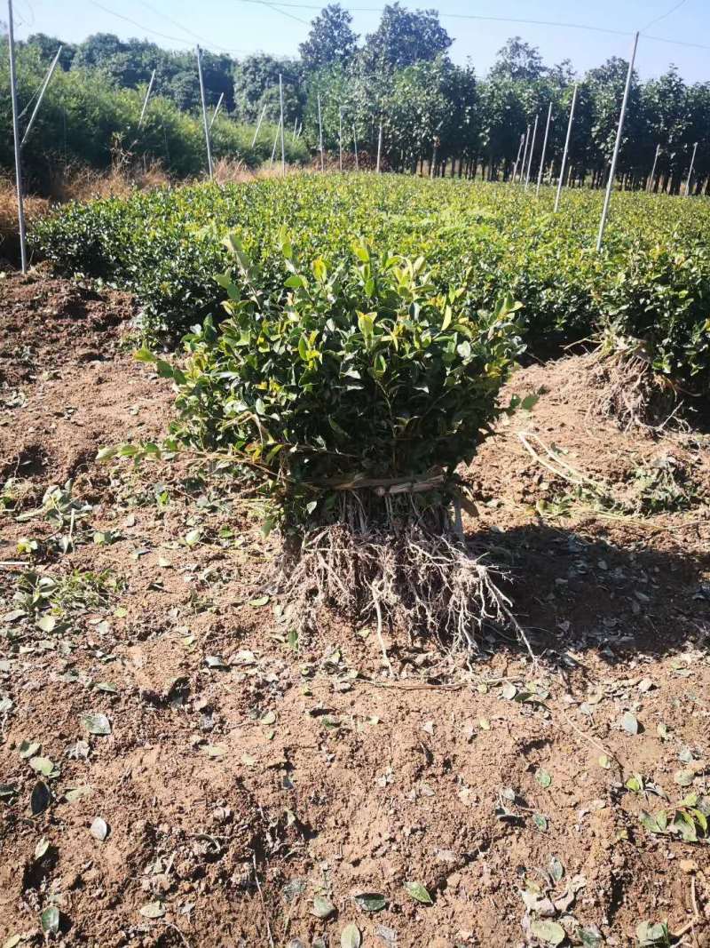 精品茶梅球茶梅桩盆栽地苗大杯苗小毛球1米5公分退林树苗