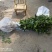 精品茶梅球茶梅桩盆栽地苗大杯苗小毛球1米5公分退林树苗