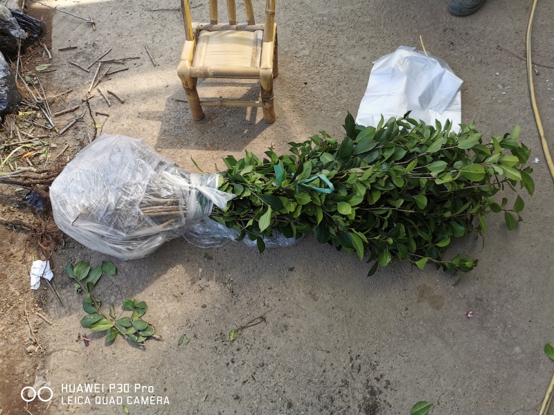 精品茶梅球茶梅桩盆栽地苗大杯苗小毛球1米5公分退林树苗