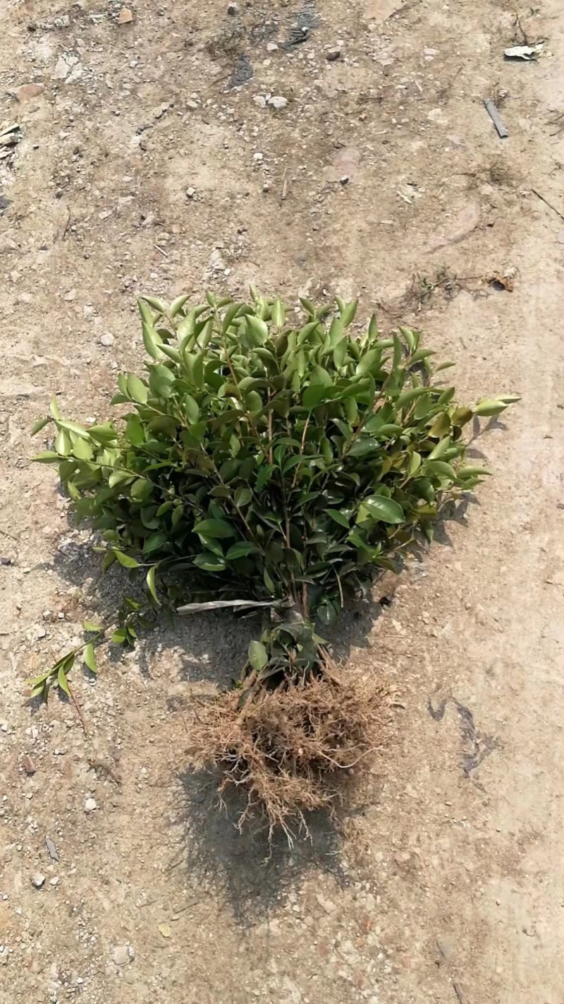 精品茶梅球茶梅桩盆栽地苗大杯苗小毛球1米5公分退林树苗