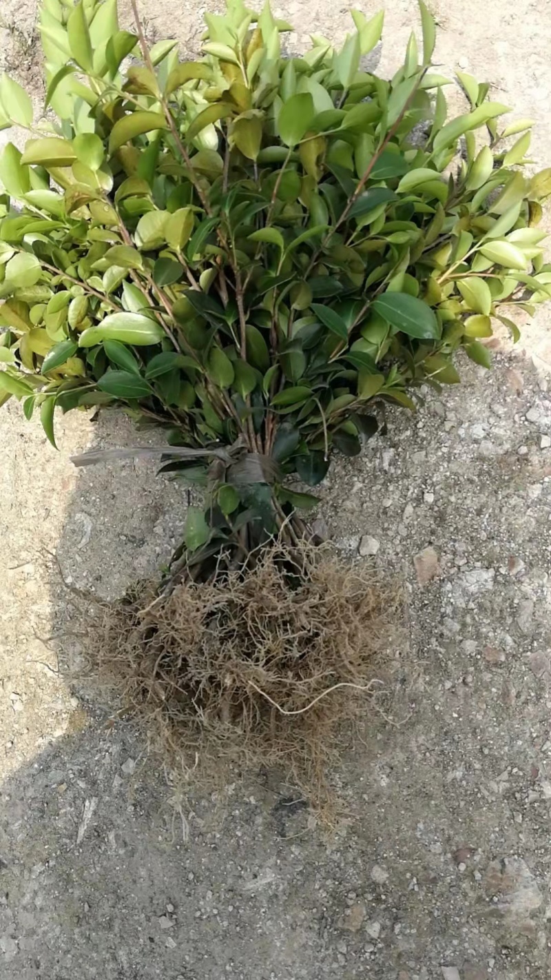 精品茶梅球茶梅桩盆栽地苗大杯苗小毛球1米5公分退林树苗