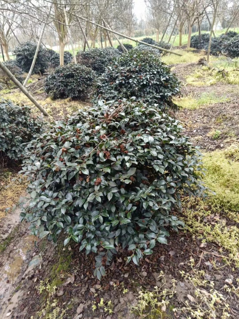 精品茶梅球茶梅桩盆栽地苗大杯苗小毛球1米5公分退林树苗