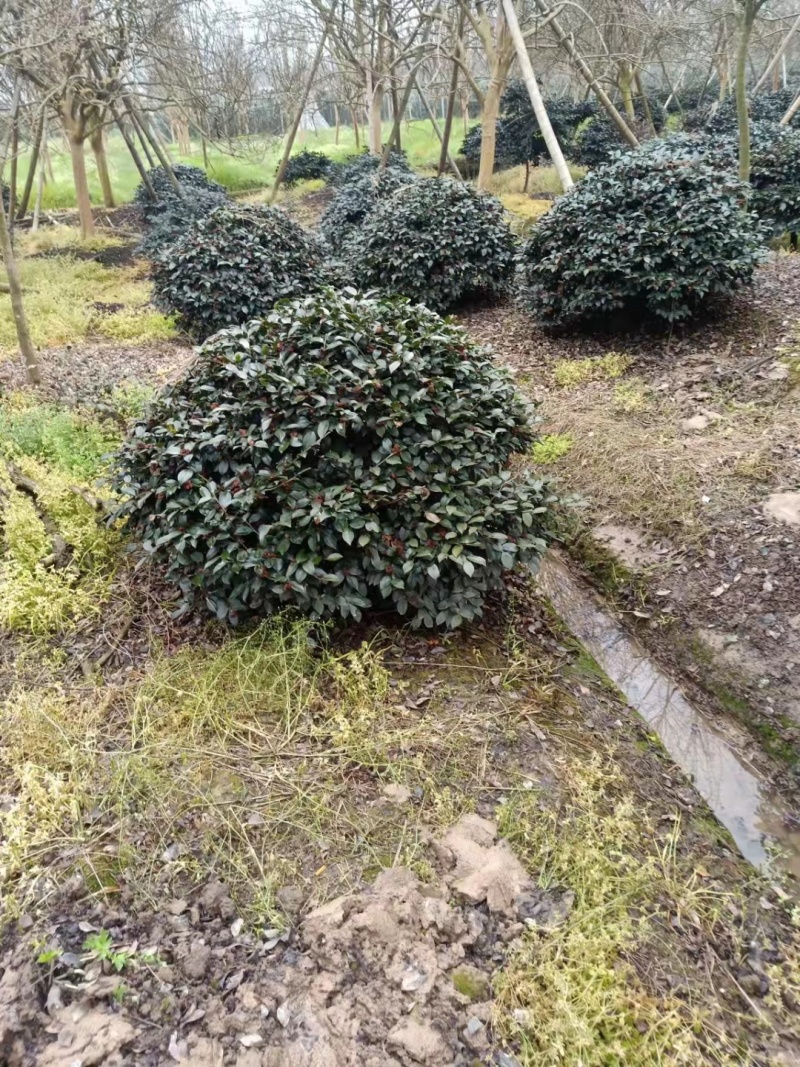 精品茶梅球茶梅桩盆栽地苗大杯苗小毛球1米5公分退林树苗