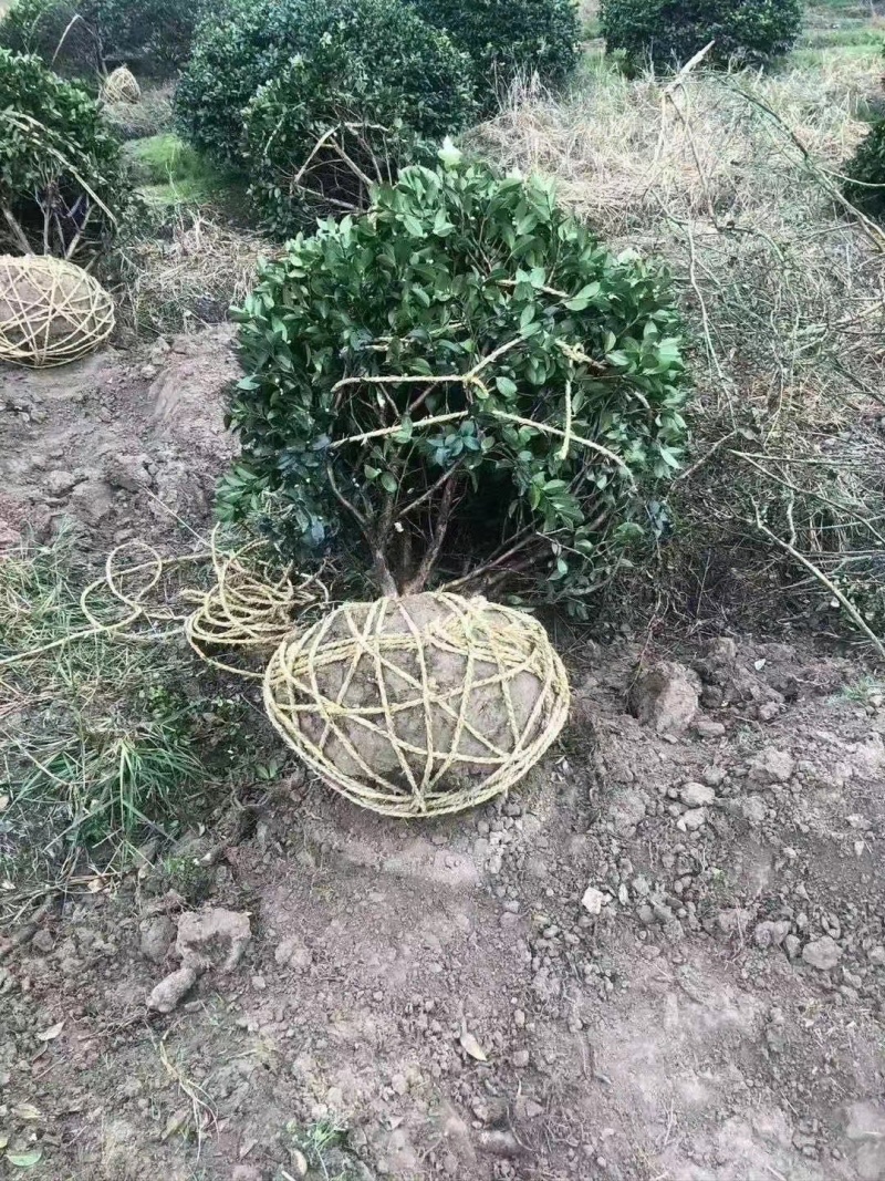 精品茶梅球茶梅桩盆栽地苗大杯苗小毛球1米5公分退林树苗