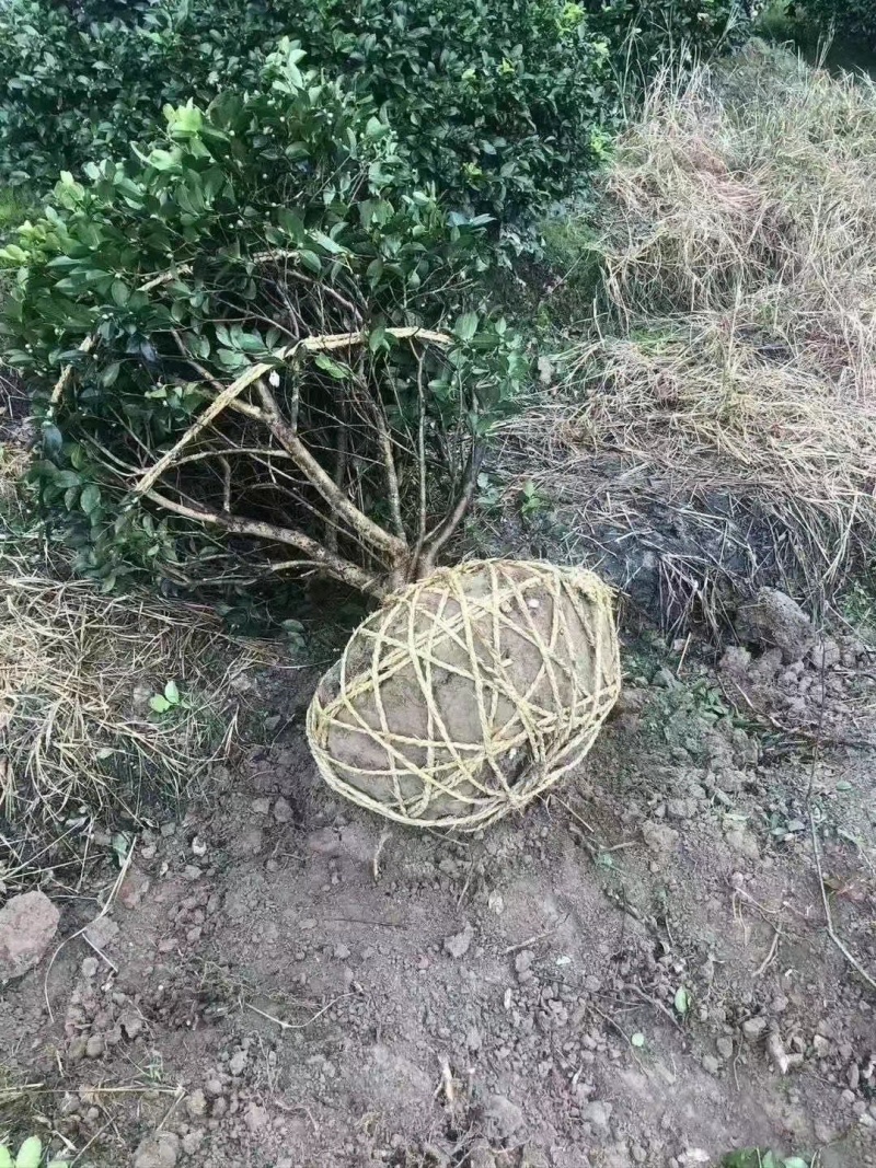 精品茶梅球茶梅桩盆栽地苗大杯苗小毛球1米5公分退林树苗