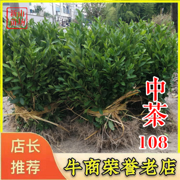 中茶108茶苗新品种龙井108号猴魁瓜片绿茶树苗茶叶树苗