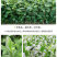 中茶108茶苗新品种龙井108号猴魁瓜片绿茶树苗茶叶树苗