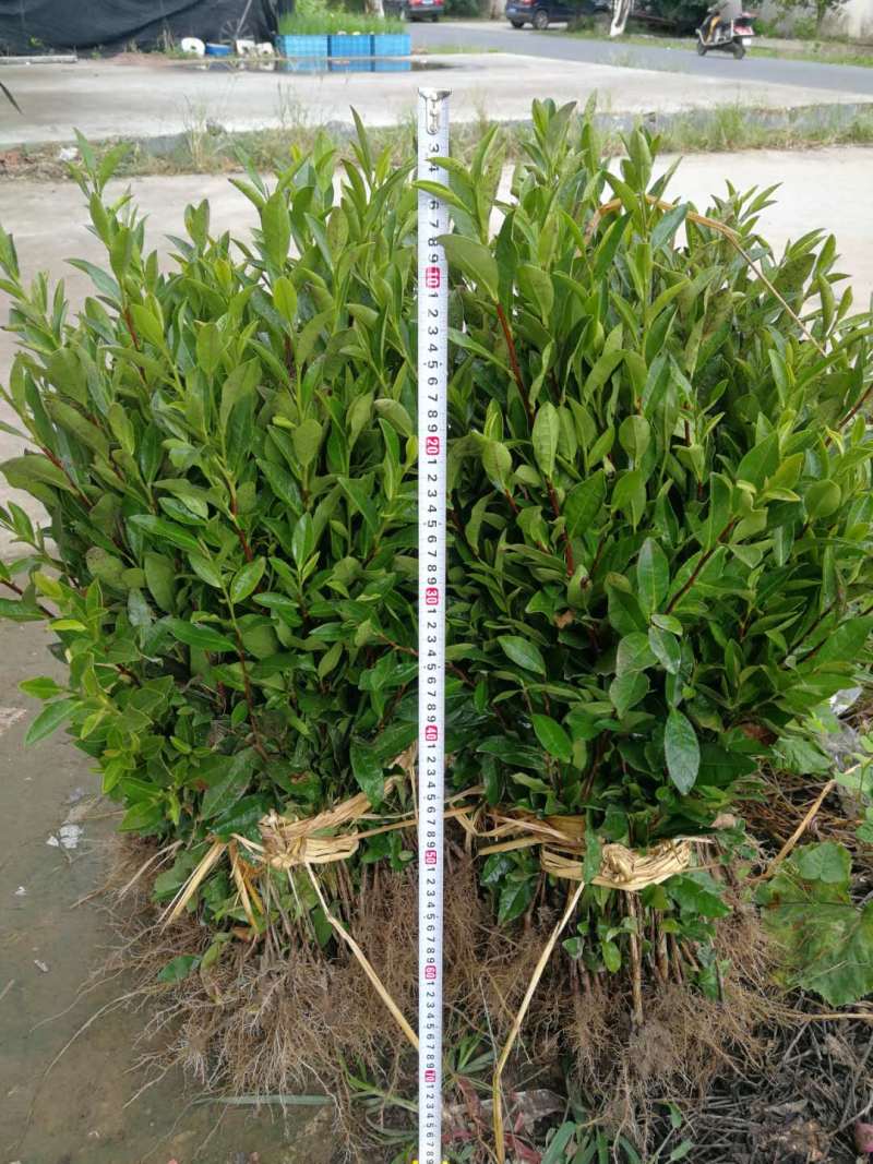 中茶108茶苗新品种龙井108号猴魁瓜片绿茶树苗茶叶树苗