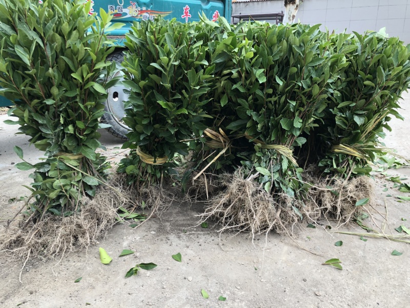 中茶108茶苗新品种龙井108号猴魁瓜片绿茶树苗茶叶树苗