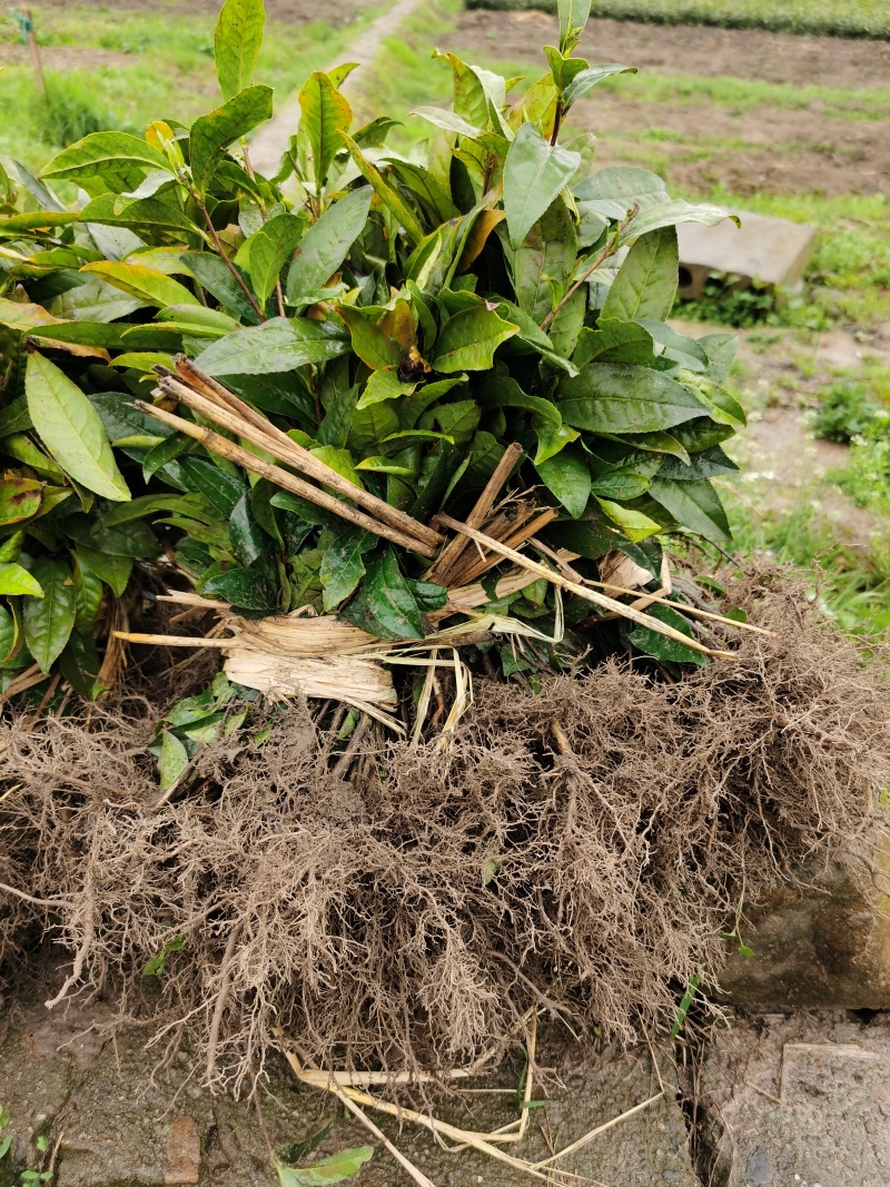 中茶108茶苗新品种龙井108号猴魁瓜片绿茶树苗茶叶树苗