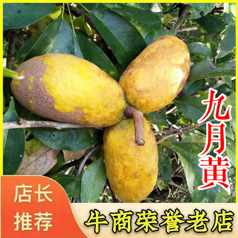 九月黄树苗九月瓜大苗种植基地两年五叶木通拿藤果野香蕉