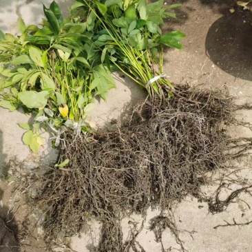 九月黄树苗九月瓜大苗种植基地两年五叶木通拿藤果野香蕉