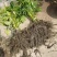 九月黄树苗九月瓜大苗种植基地两年五叶木通拿藤果野香蕉