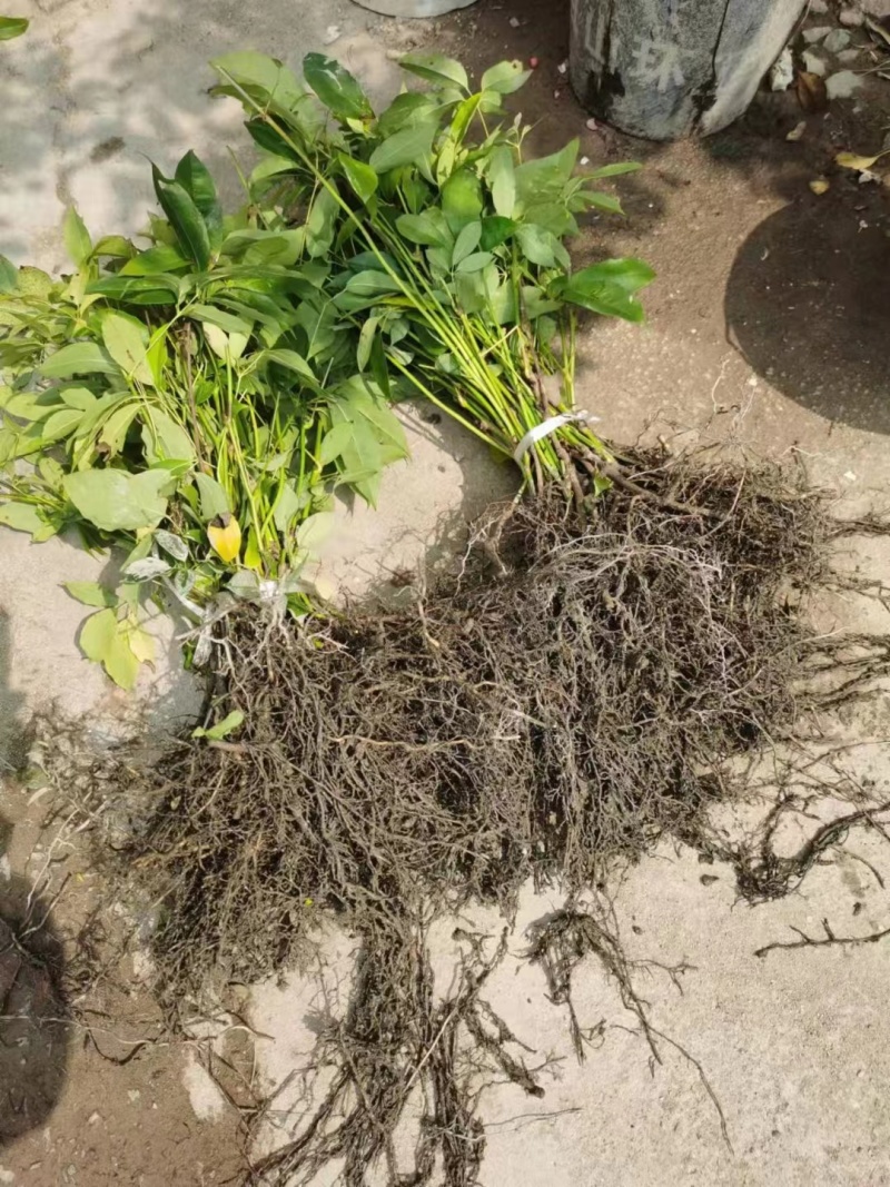 九月黄树苗九月瓜大苗种植基地两年五叶木通拿藤果野香蕉