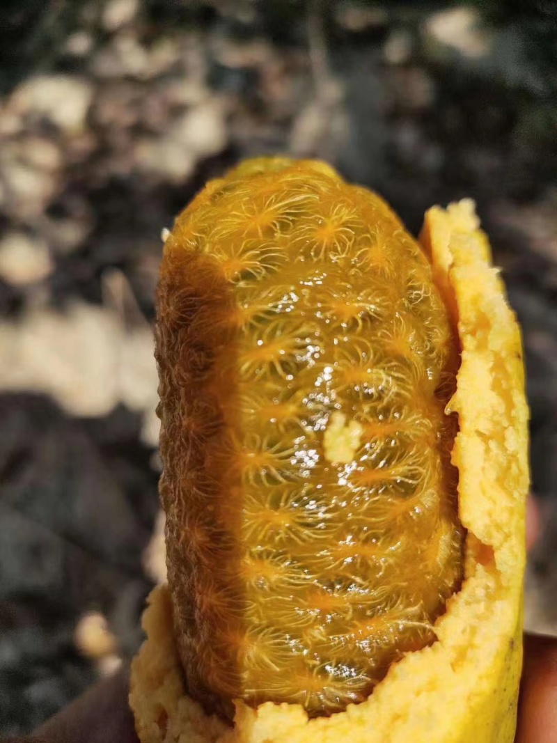 九月黄树苗九月瓜大苗种植基地两年五叶木通拿藤果野香蕉