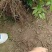 九月黄树苗九月瓜大苗种植基地两年五叶木通拿藤果野香蕉