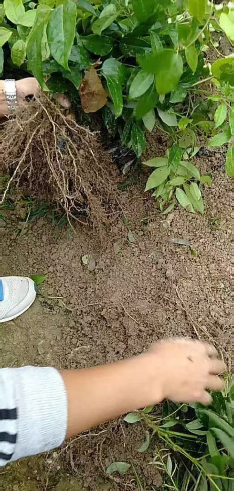 九月黄树苗九月瓜大苗种植基地两年五叶木通拿藤果野香蕉