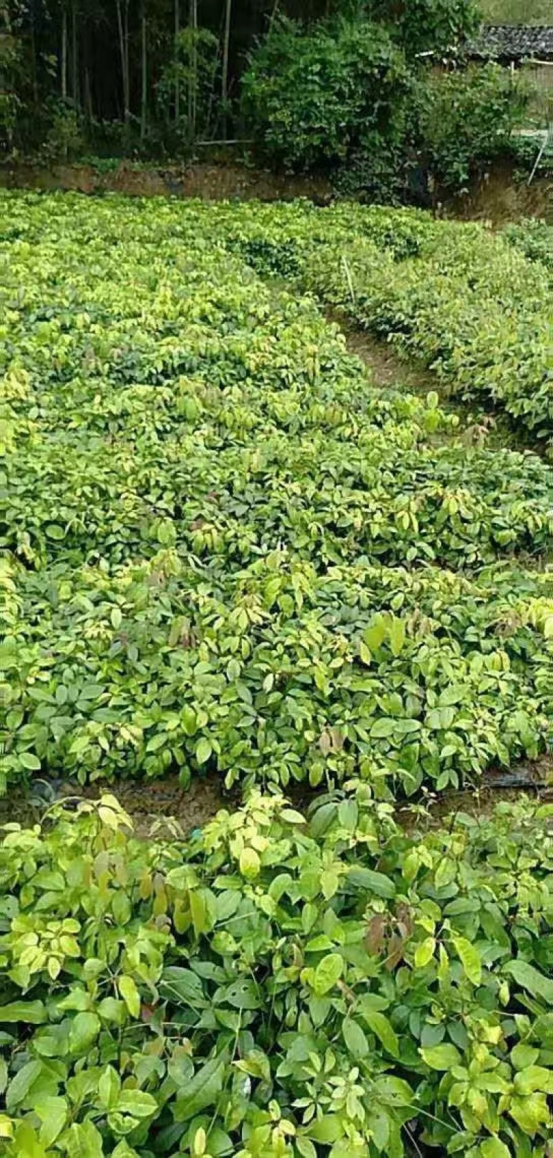 九月黄树苗九月瓜大苗种植基地两年五叶木通拿藤果野香蕉