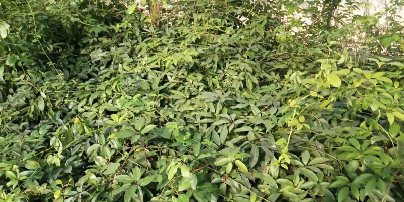 九月黄树苗九月瓜大苗种植基地两年五叶木通拿藤果野香蕉