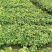 九月黄树苗九月瓜大苗种植基地两年五叶木通拿藤果野香蕉