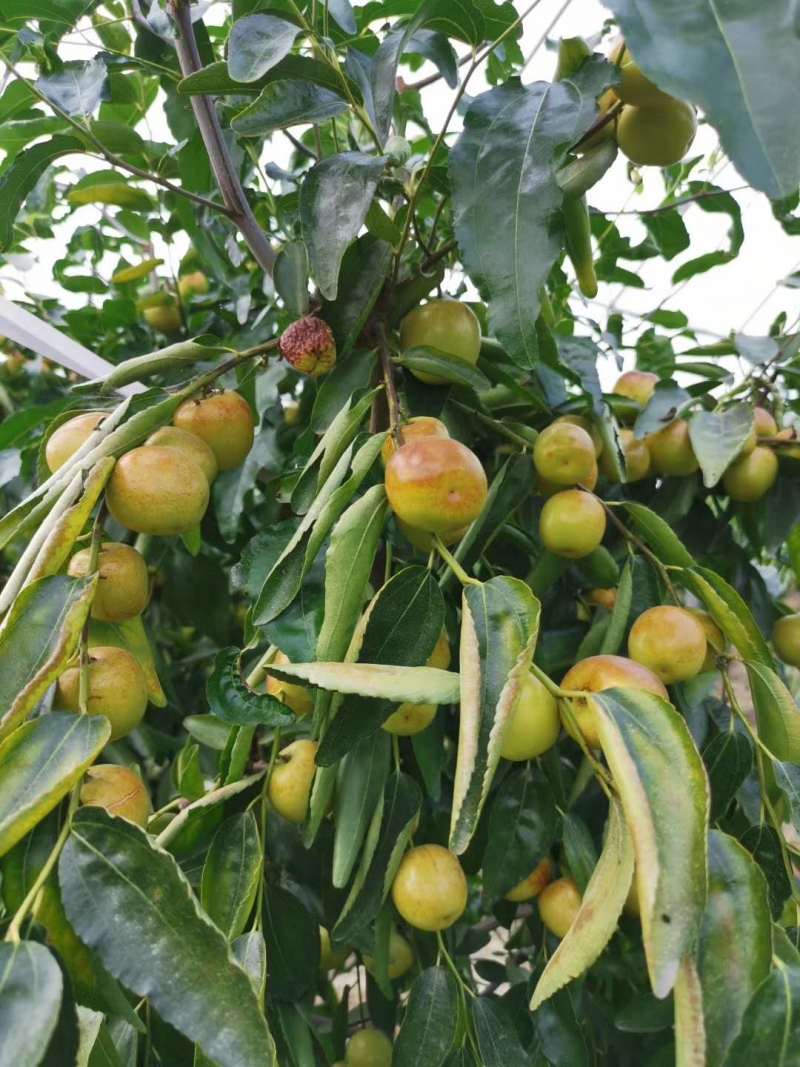 沾化冬枣树苗二代梨枣蜂蜜罐葫芦伏脆蜜中秋酥脆蟠枣2年树